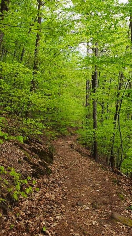 Ferienwohnungen Im Herzen Des Pfaelzerwaldes Elmstein Dış mekan fotoğraf